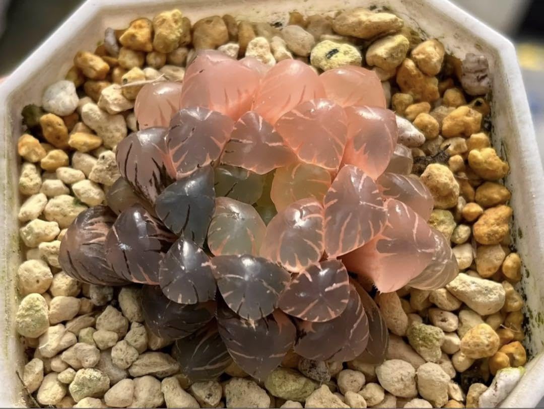 多肉植物 ハオルチア オブツーサ錦 OB-1極上株 多肉植物 ハオルチア OB-1×オブツーサ錦 434 - メルカリ